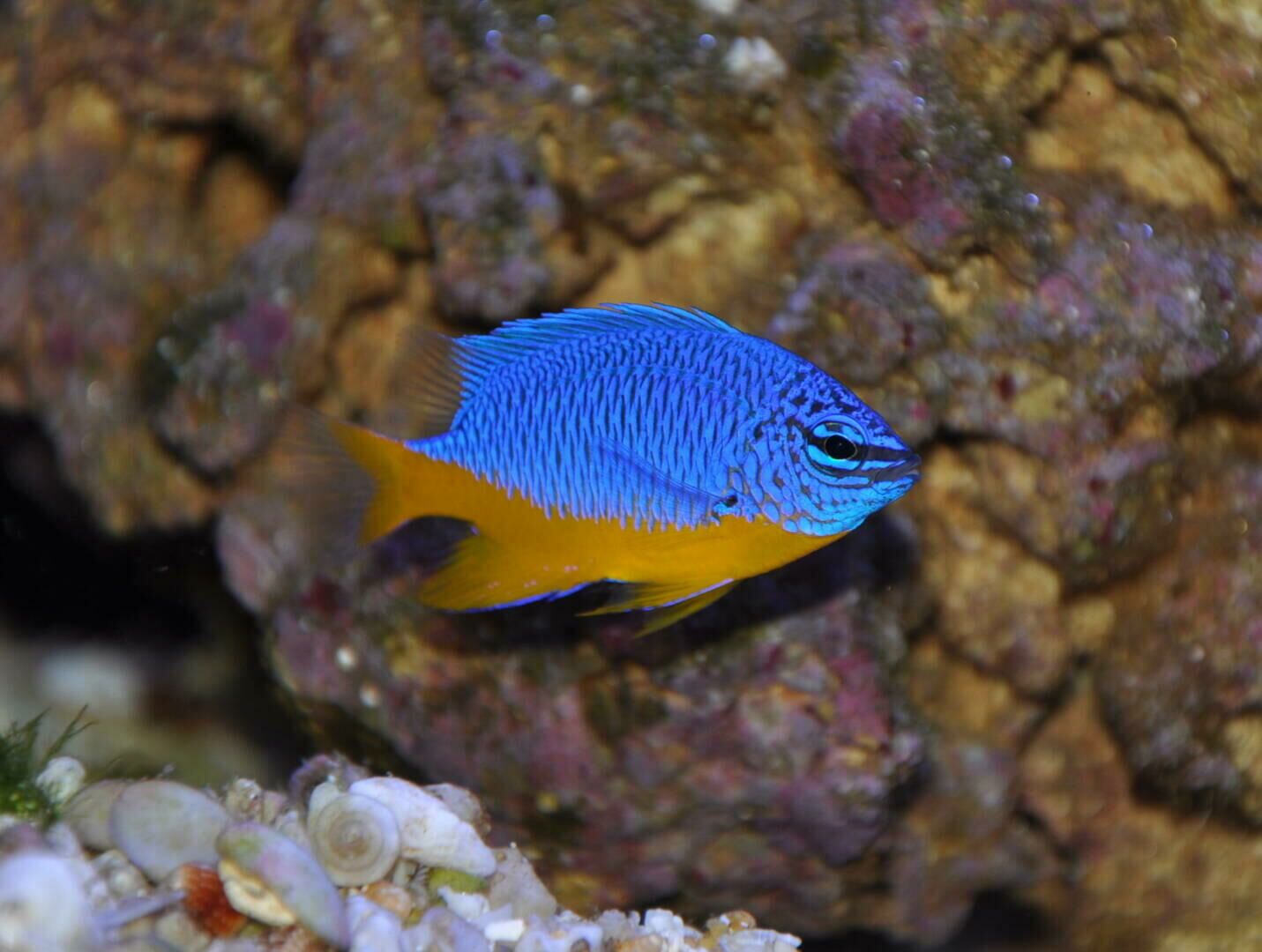 Imagem do Donzela Kupang